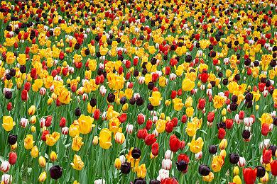 一战FPS游戏《伊松佐河》发售 Steam特别好评